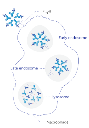 RF immune complexes fig. 2